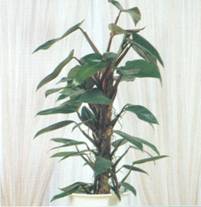 Растение Филодендрон