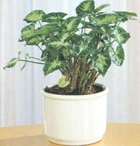 Домашнее растение Сингониум