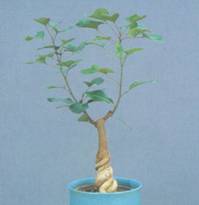 Домашнее растение Нолина Бутылочное дерево