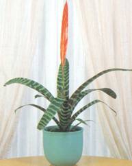 Растение Вриезия