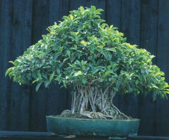 Комнатный бонсаи Ficus retusa