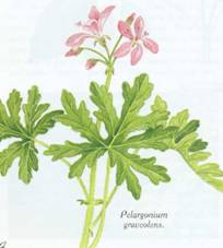 Растение Пеларгония