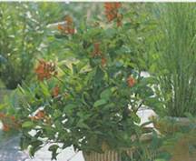 Домашнее растение Эритрина