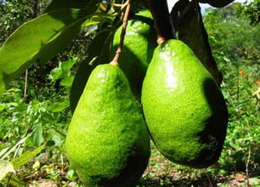 Условия выращивания спелого авокадо