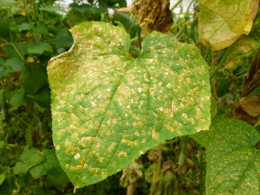 Листья баклажана больного болезнью мозаика
