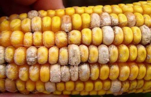 Плесневение семян кукурузы