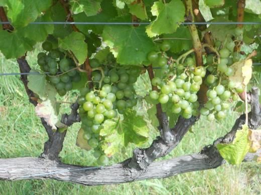Разновидности болезней винограда