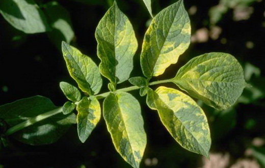 Листья картофеля пораженные болезнью