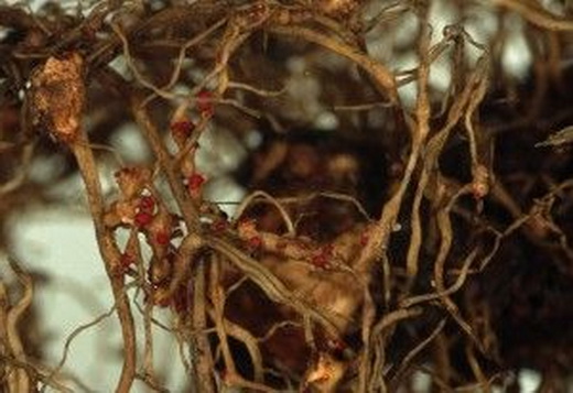 Болезни корней клубники