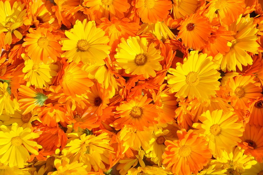 Собранные цветки календулы