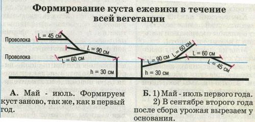 Подвязывание ежевики