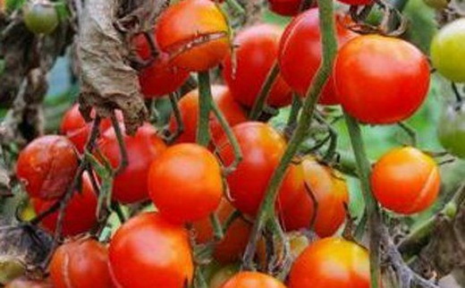 Фитофтороз помидоров