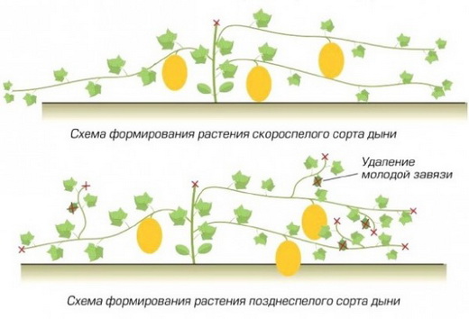 Формирование разных сортов дыни