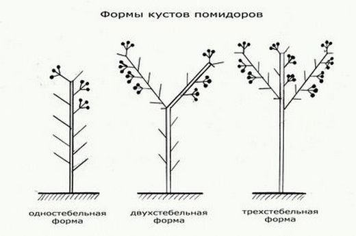 Методы формирования помидоров