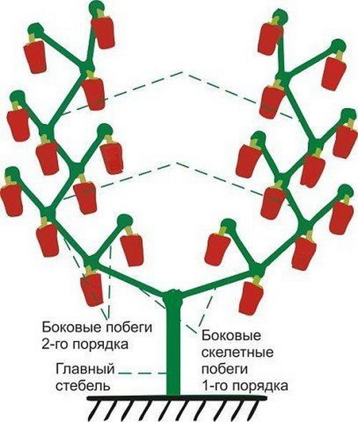 Формирование болгарского перца для ухода