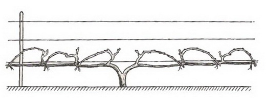Схема формирования винограда для неукрывной зоны