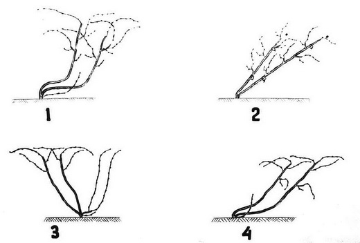 Схема формирования винограда Магарач-Ильчера