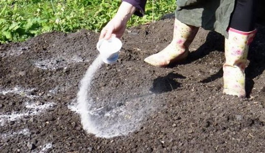 Подкормка почвы для посадки малины