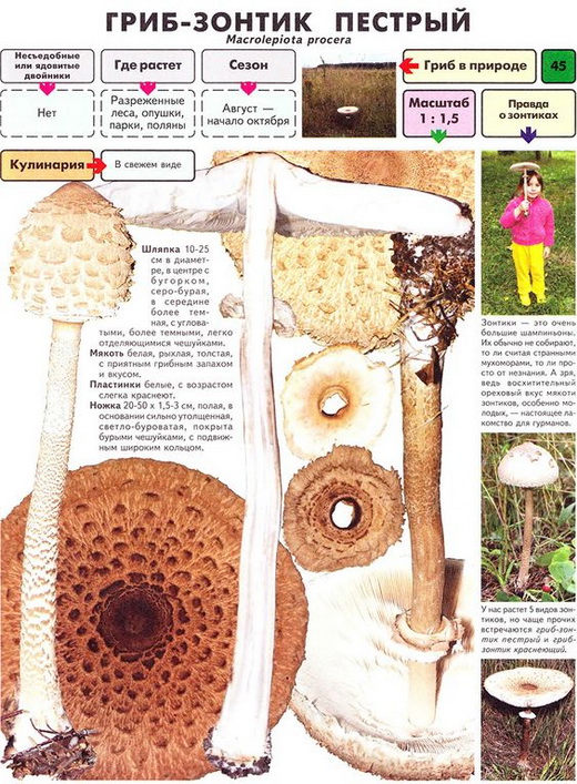 Гриб зонтик пестрый описание