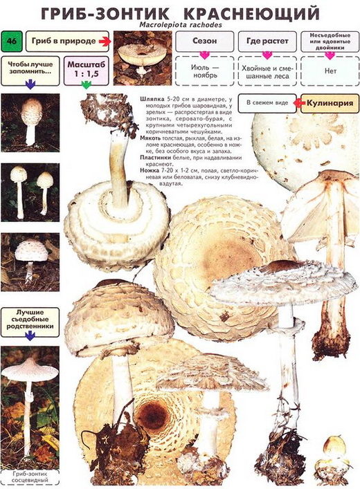 Гриб зонтик краснеющий описание