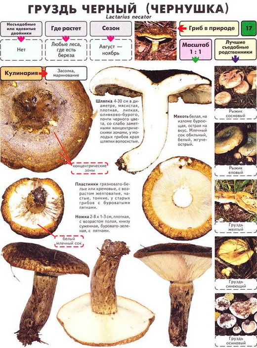 Описание груздя черного