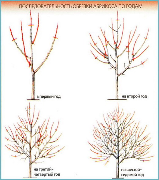 Схема обрезки абрикоса по годам