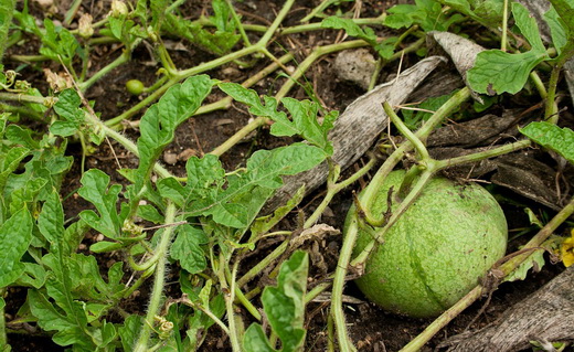 Растущие плоды арбуза