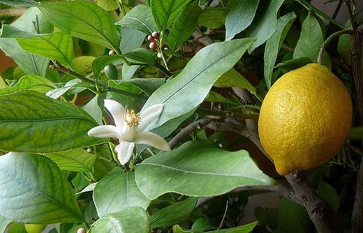 Цветение лимона