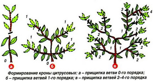 Формирование кроны лимона