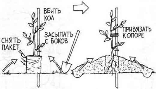 Посадка персика саженцем