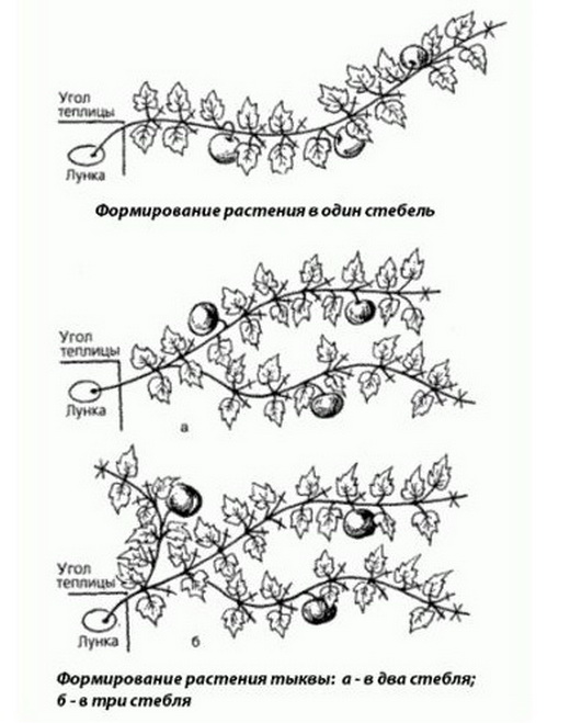 Формирование плетей тыквы