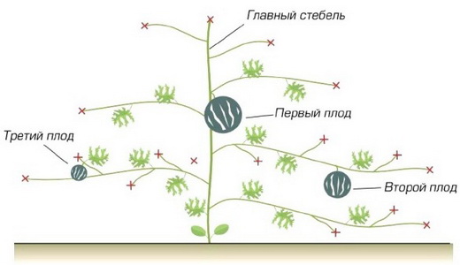 Прищипывание стеблей дыни