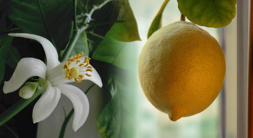 Цветение лимона