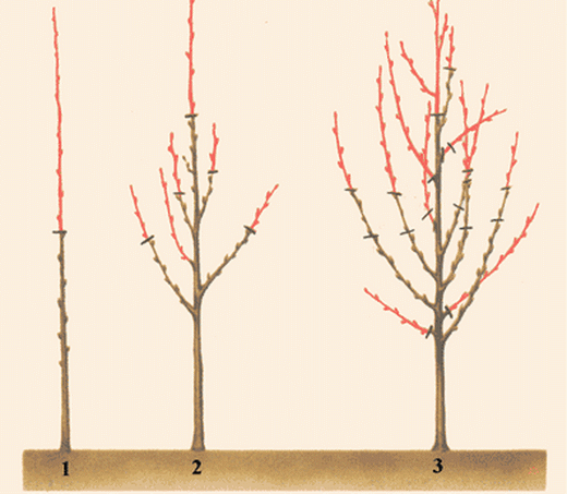Обрезка черешни первого года