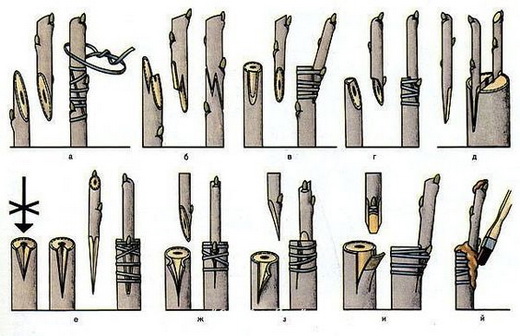 Разновидности способов прививки черешни