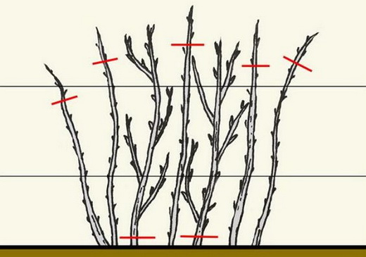 Весенняя обрезка малины