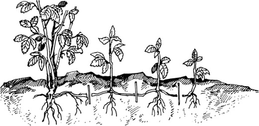 Размножение малины делением куста