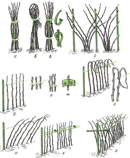 Подвязка малины