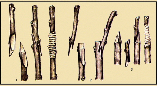 Прививка сливы черенком