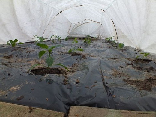 Выращивание баклажанов в теплице