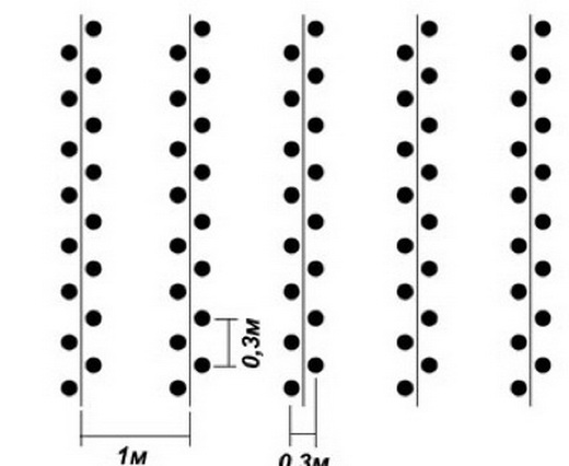 Шахматная посадка картофеля