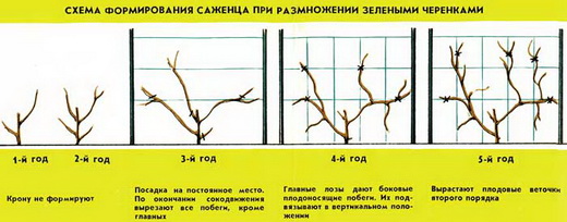 Формирование киви