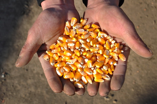 Семена кукурузы для выращивания