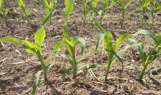 Условия посадки кукурузы