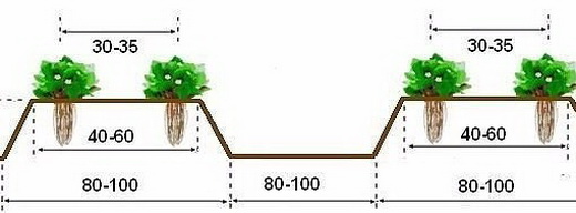 Схема посадки земляники садовой