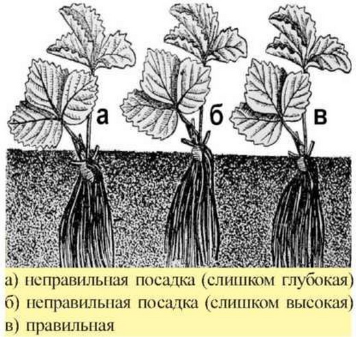 Правила посадки кустов земляники