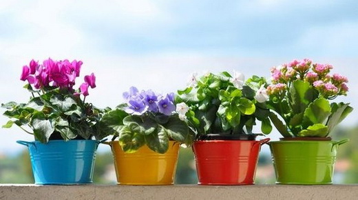 Цветущие и здоровые растения