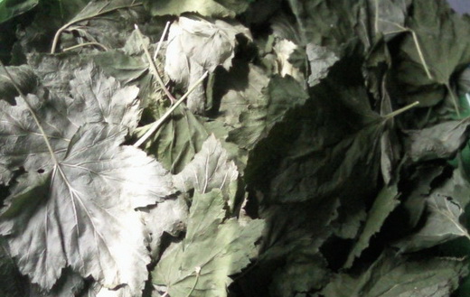 Листья смородины для сушки
