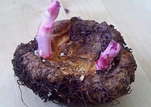 Клубни бегонии