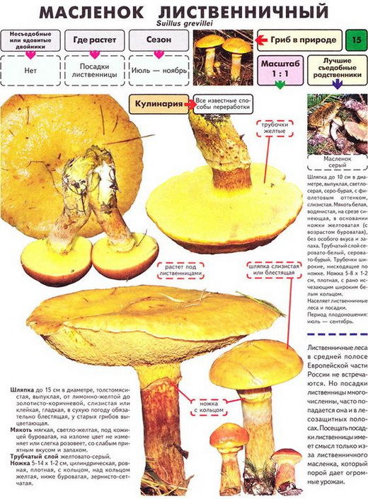 Описание вида масленок лиственичный
